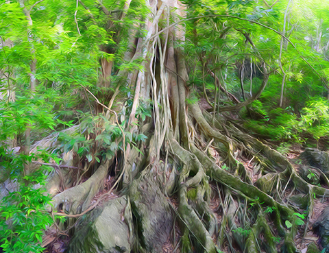 版纳植物园