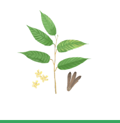 龙脑香科植物保护计划